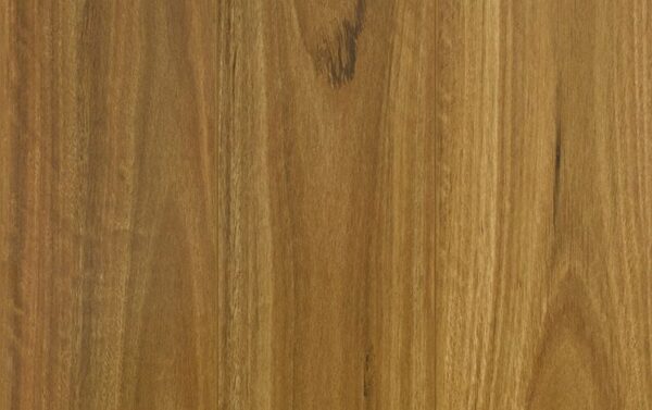 Bushland Spotted Gum