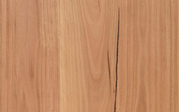Coastal Blackbutt