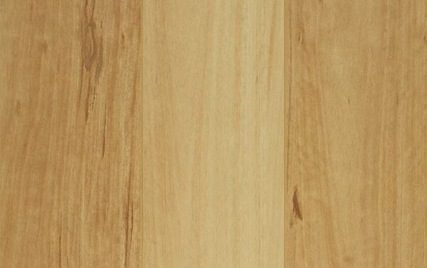 Blackbutt