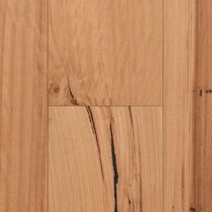 Blackbutt