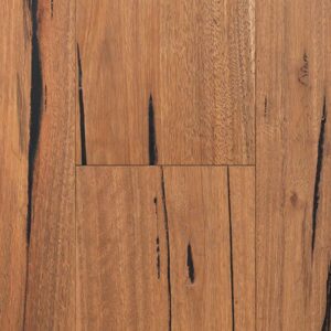 Spotted Gum