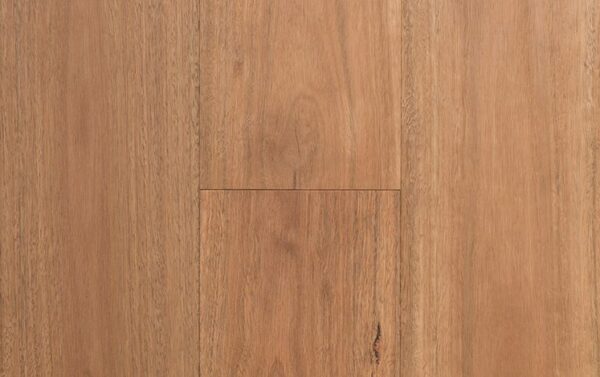 Spotted Gum